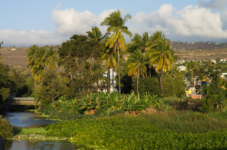 Palms